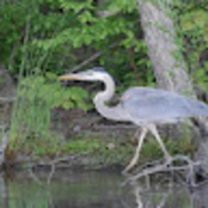 Meet your Posher, Boardwalk